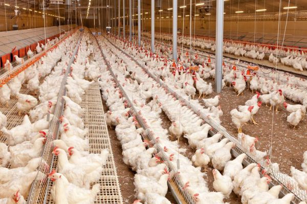 Development of Poultry Farming in Samarkand Region