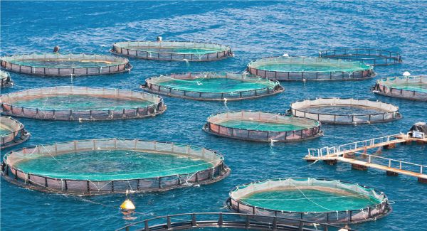 Development of Fish Farming in Armenia